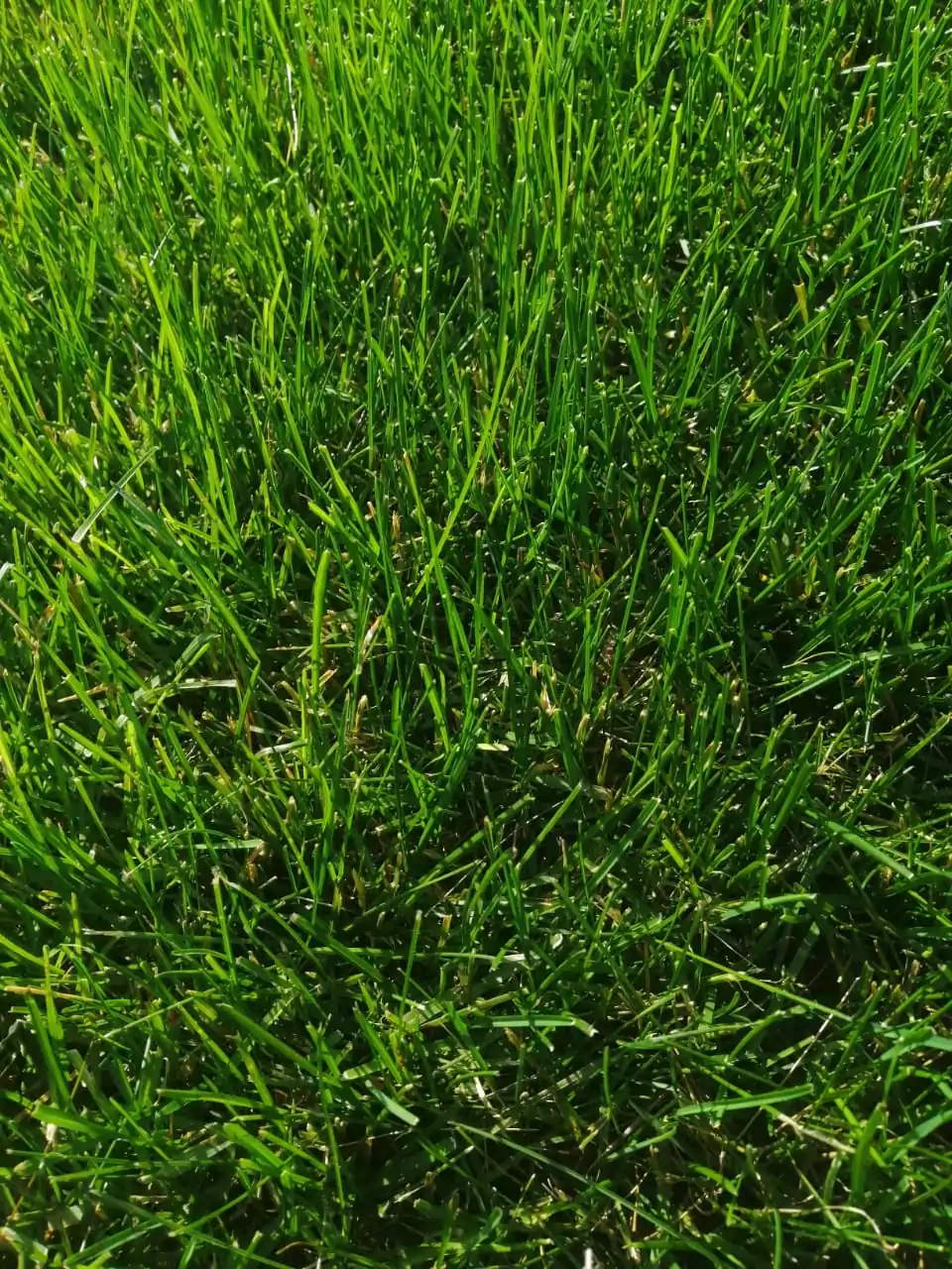 Рулонный газон «Премиум» до 200 м2