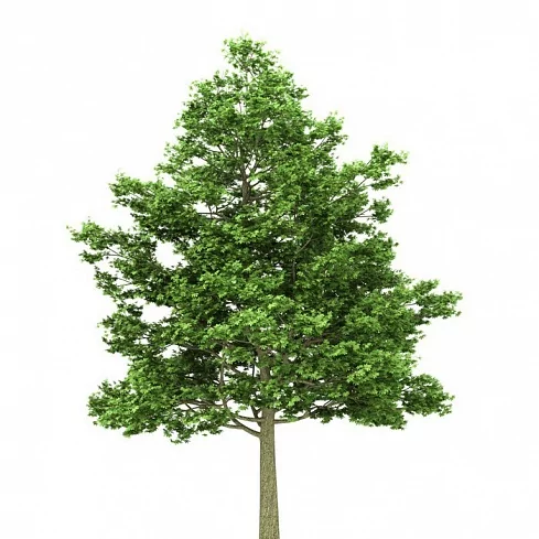 Клен остролистный/ Acer platanoides