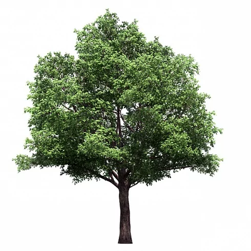 Дуб черешчатый/ Quercus robur